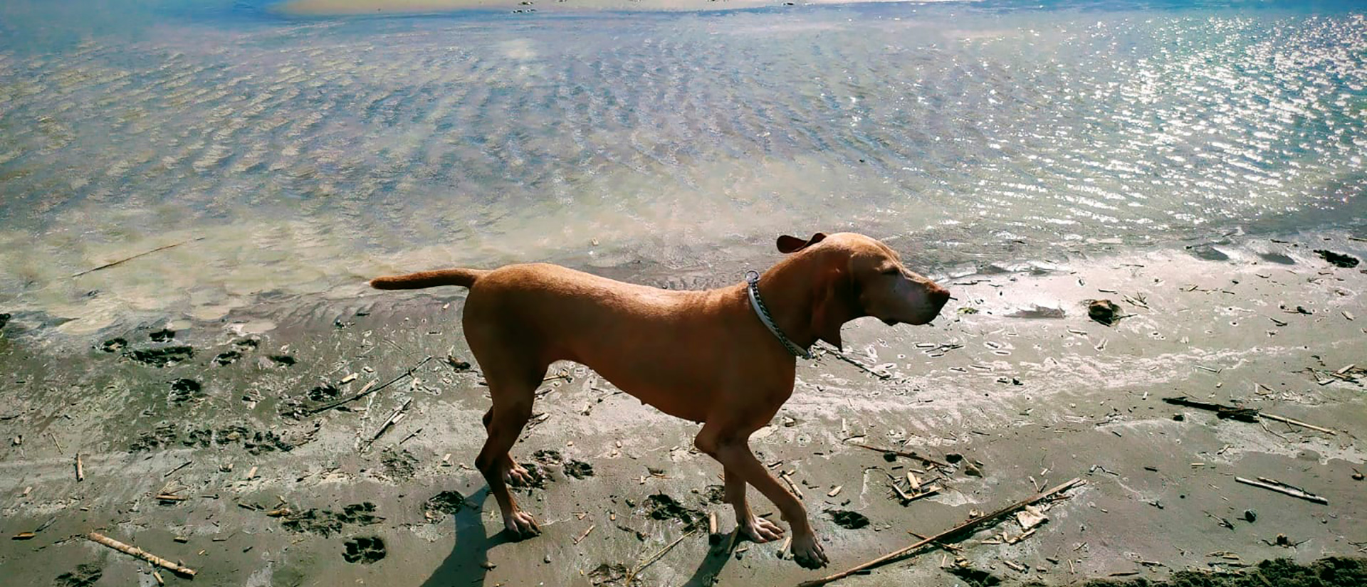 Registres Akashics i Mediumnitat per a animals